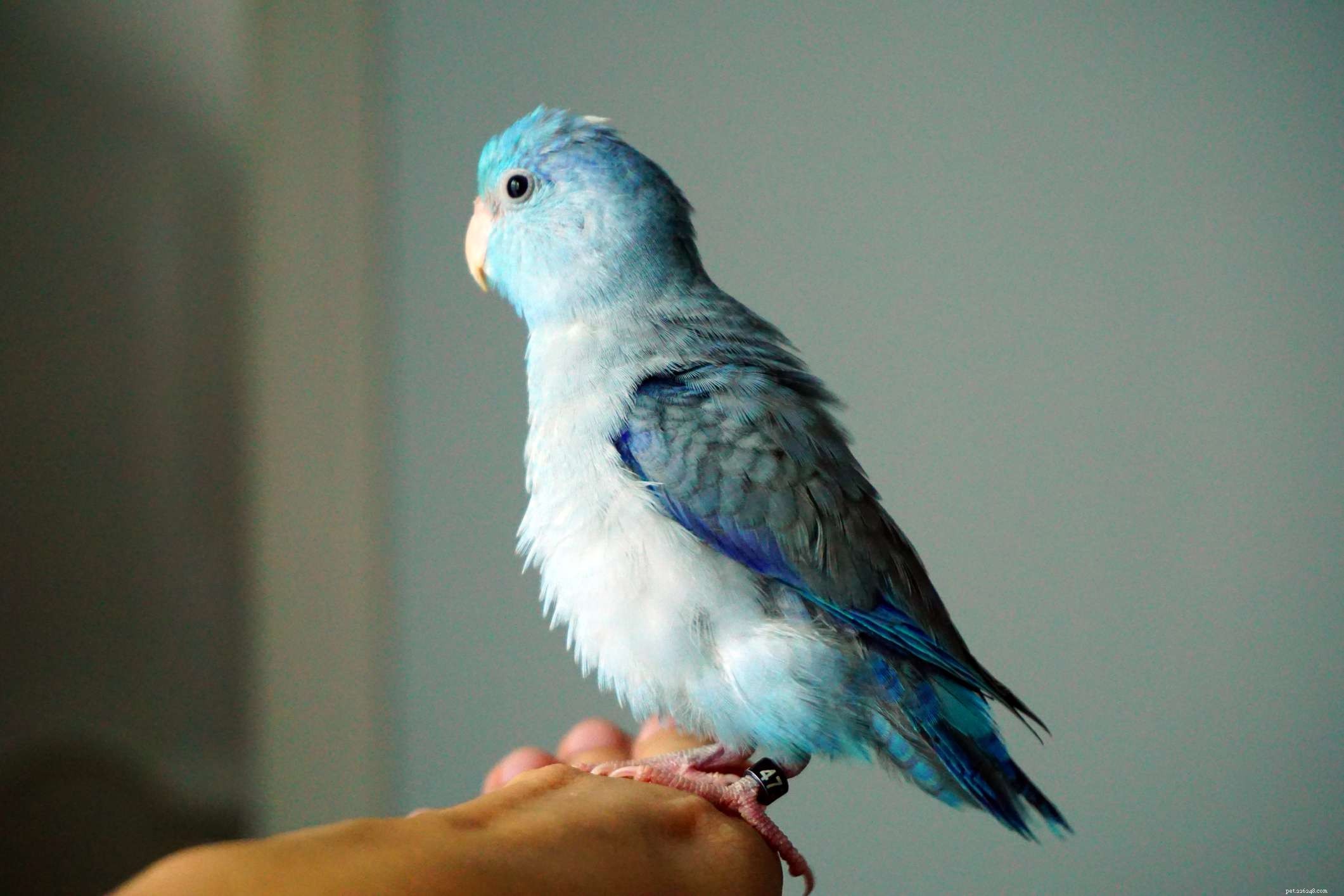 8 top blauwe papegaaiensoorten om als huisdier te houden