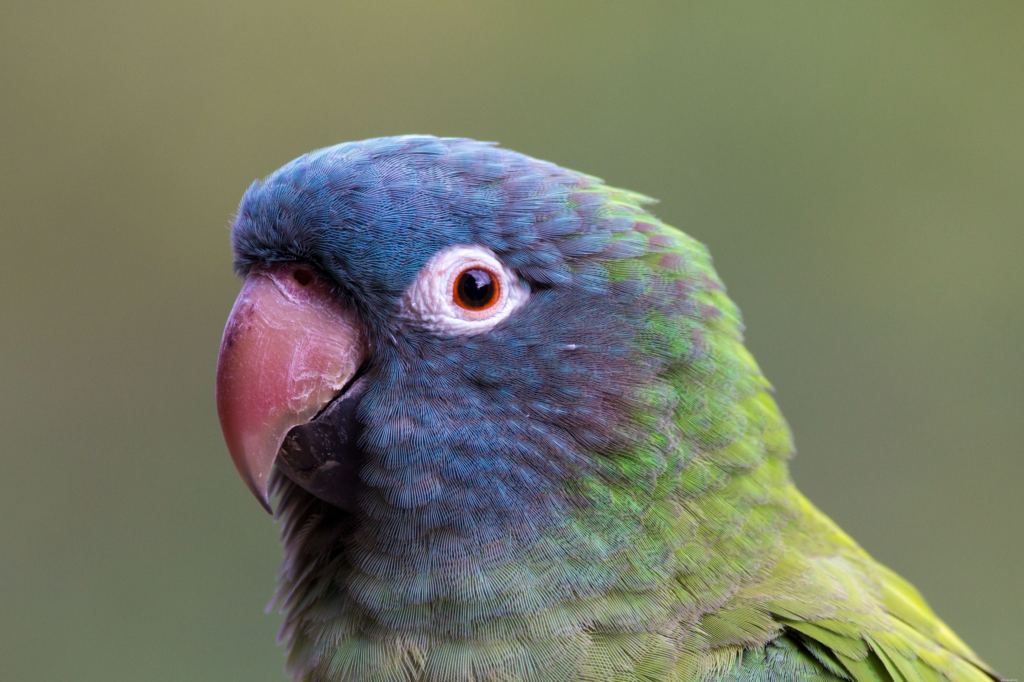 8 migliori specie di pappagalli blu da tenere come animali domestici