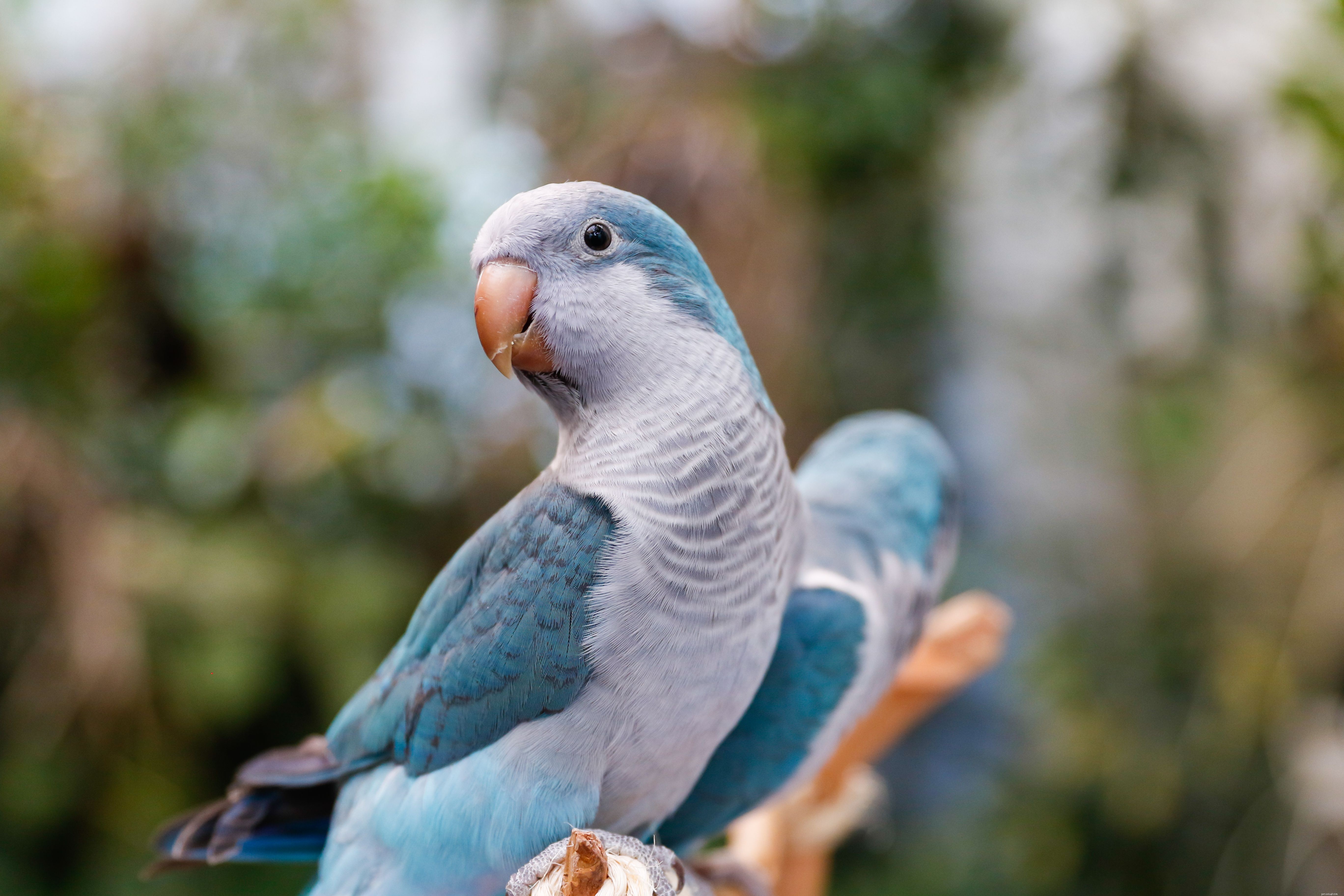 애완 동물로 키우기 좋은 푸른 앵무새 8종