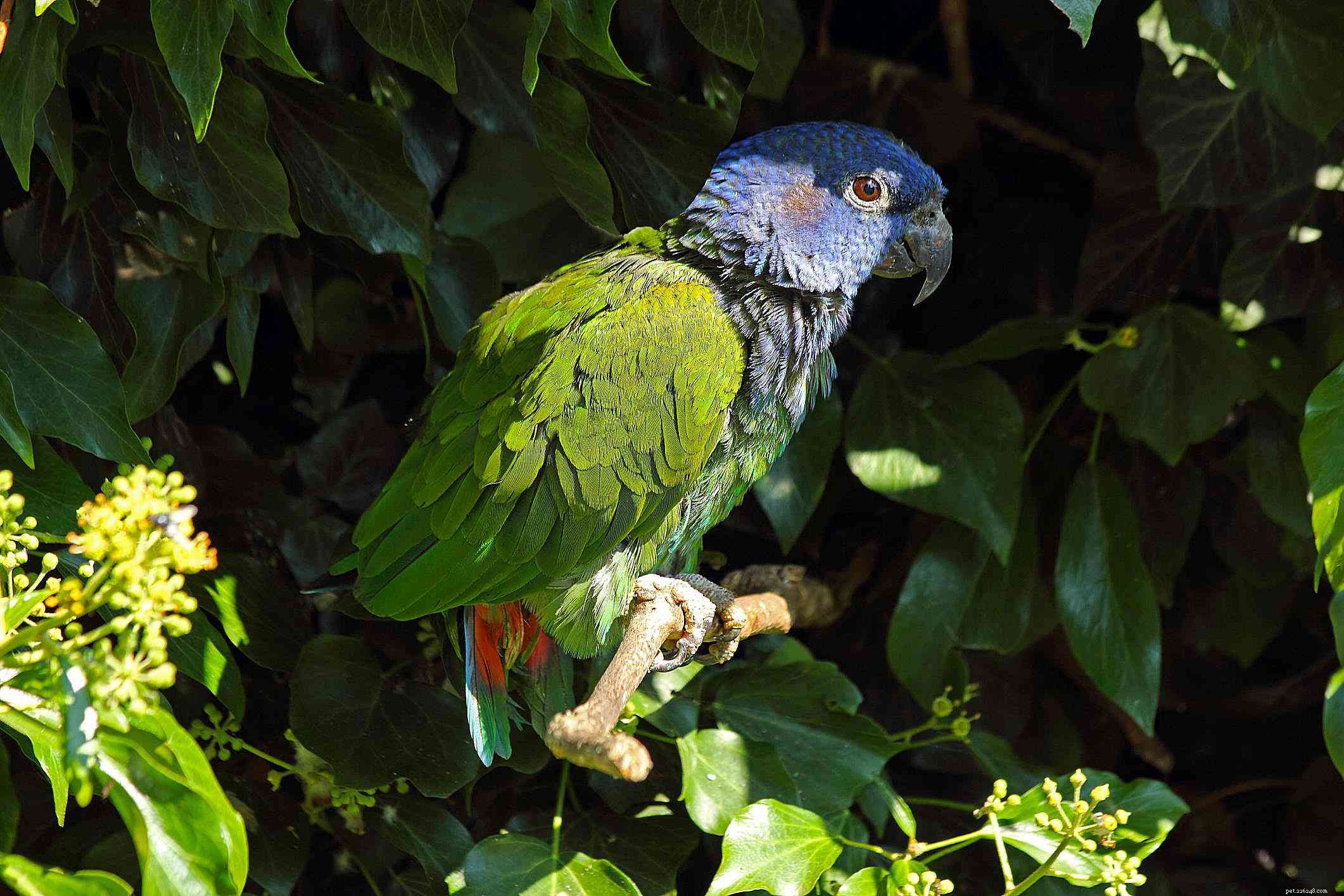 8 top blauwe papegaaiensoorten om als huisdier te houden