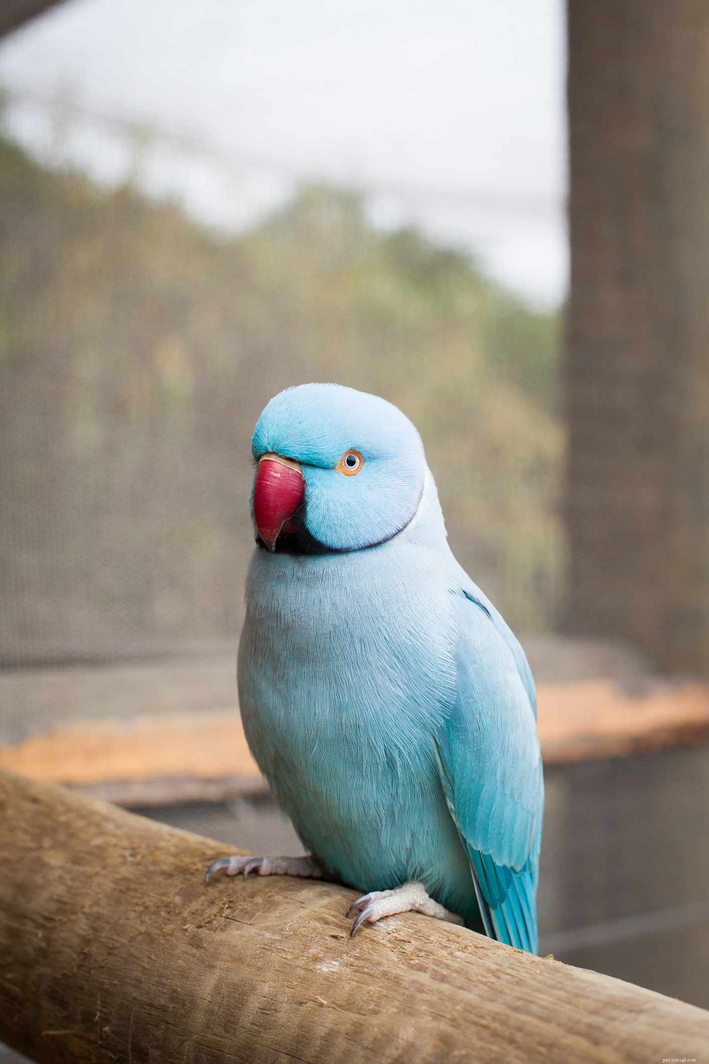 8 nejlepších druhů papoušků modrých, které lze chovat jako domácí mazlíčky