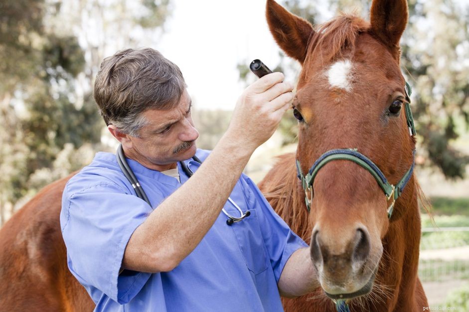 馬原虫性脊髄脳炎（EPM）の馬のビデオ 