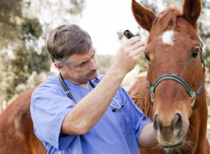 말 원생동물 골수뇌염(EPM)이 있는 말의 비디오