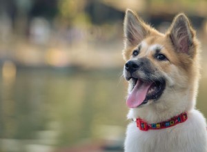 Os grandes marcos do primeiro ano de seus cães e além