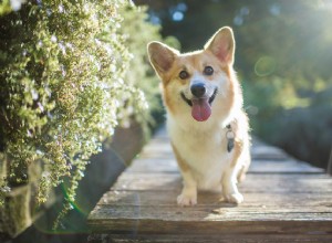 ビタミンDは犬に有毒ですか？ 