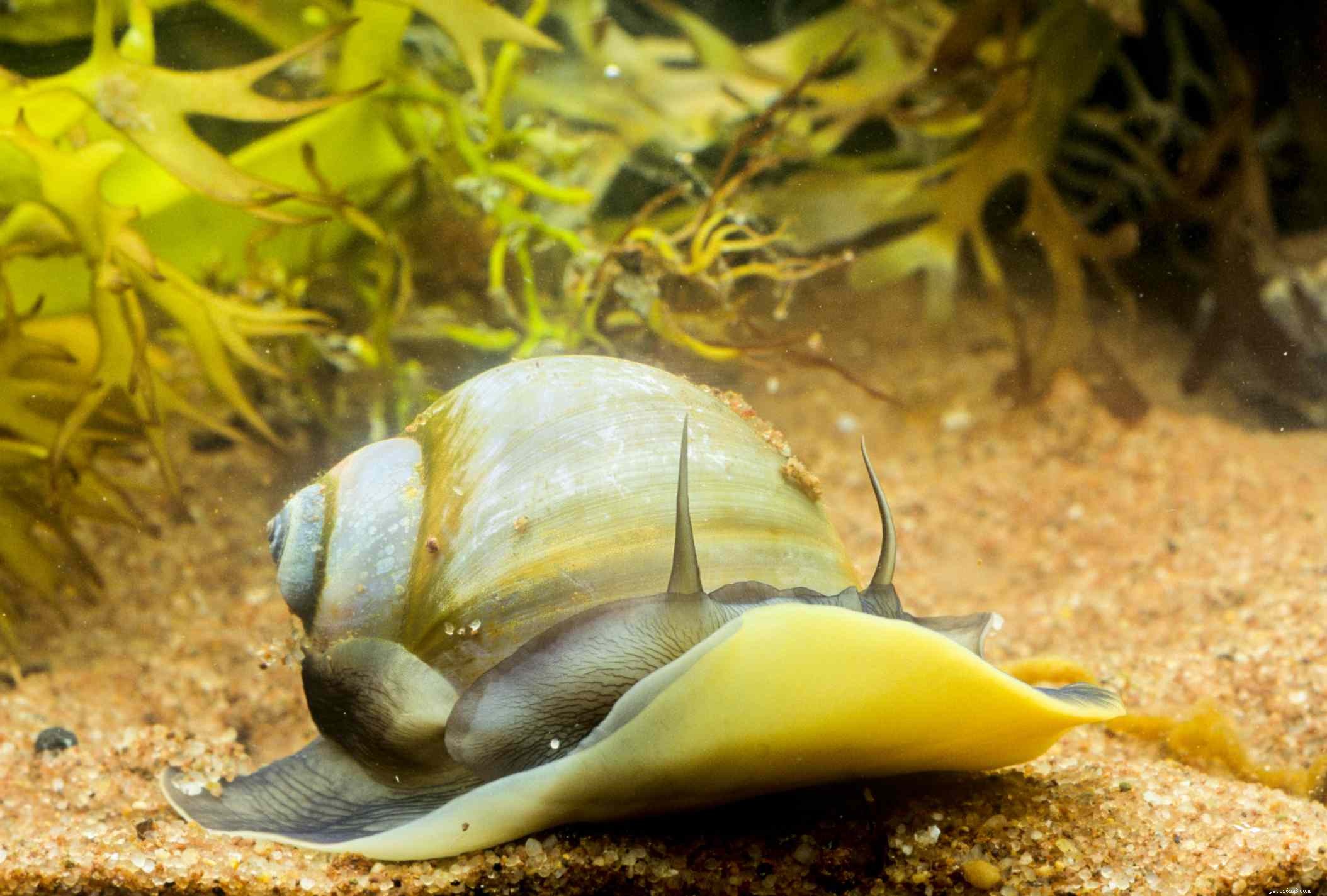 4 mangeurs d algues sans danger pour les récifs pour garder votre aquarium propre