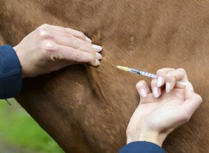 Eutanásia ou abate de um cavalo