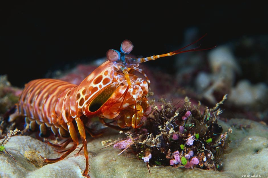 O que é um camarão mantis?