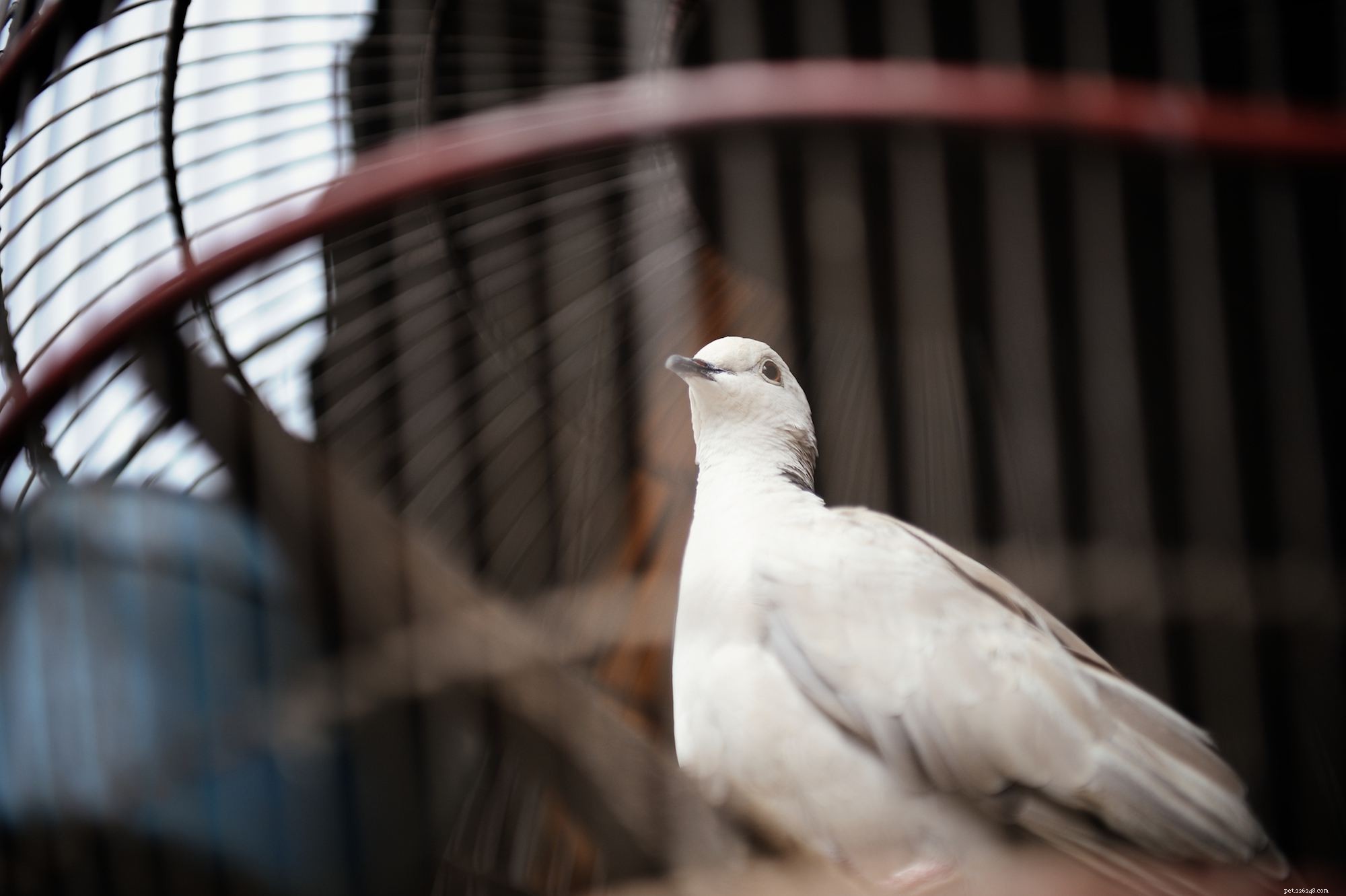Holubice s kroužkovým krkem (Bílá holubice)