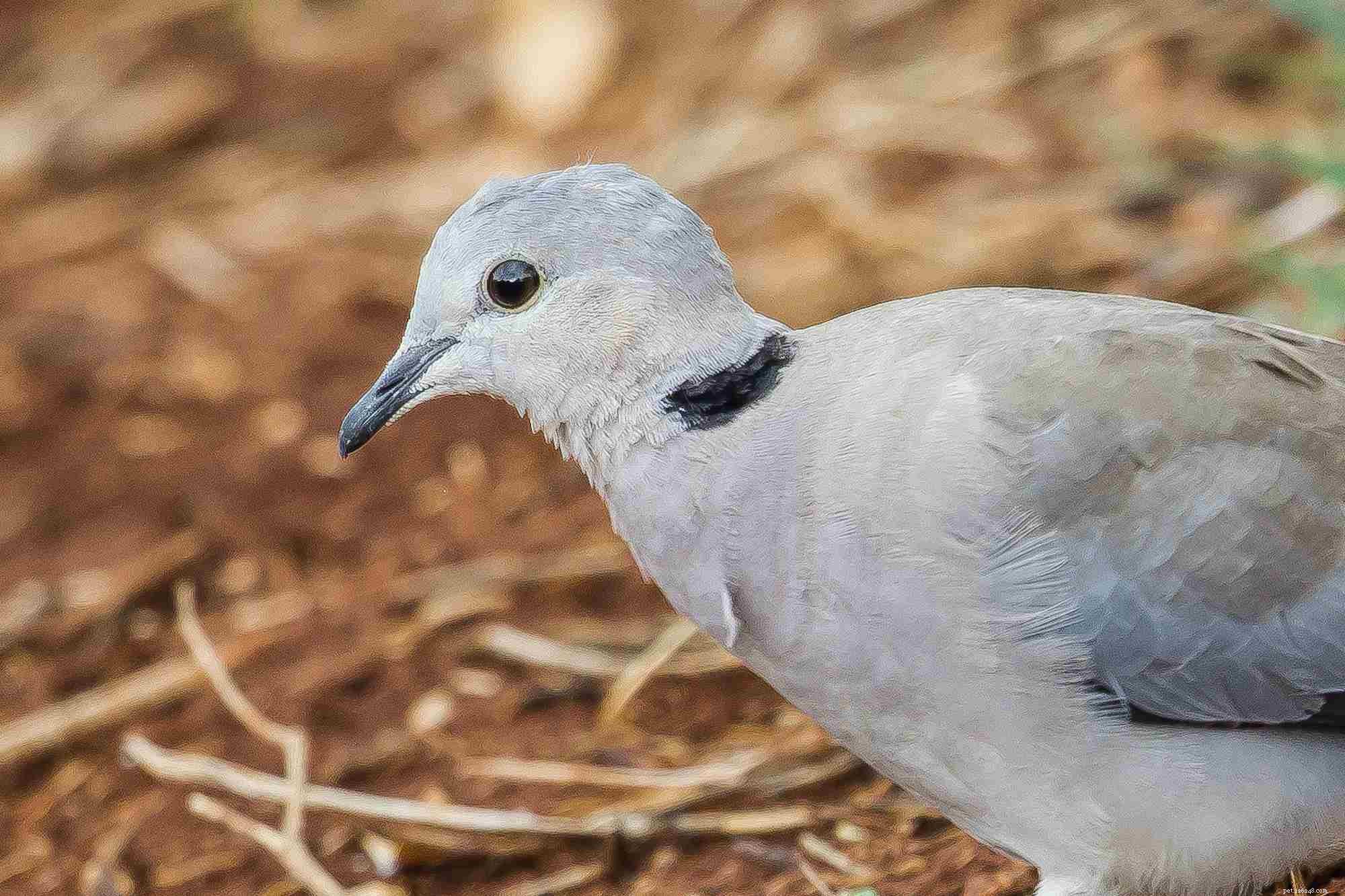Holubice s kroužkovým krkem (Bílá holubice)