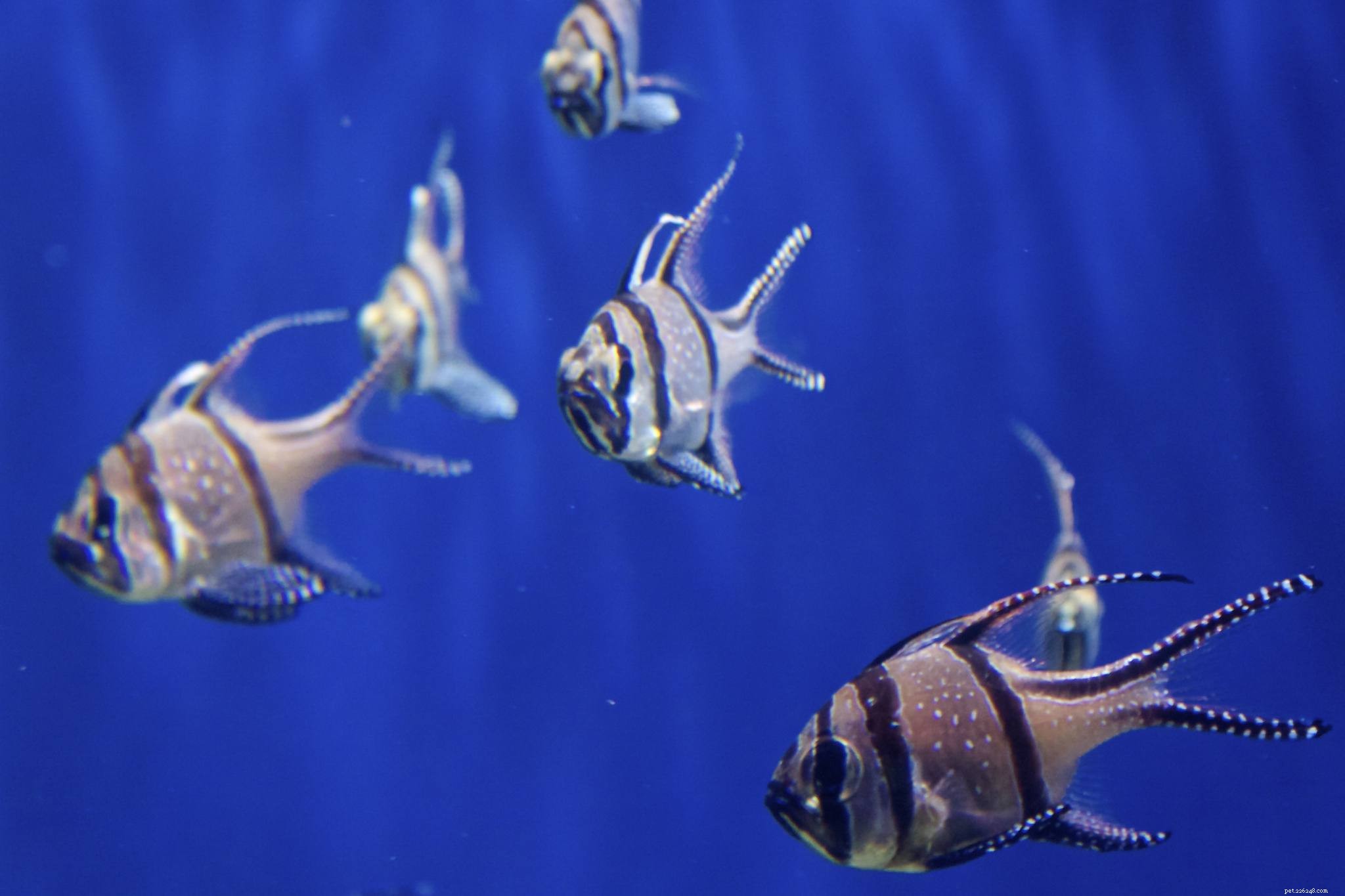 Foton av fisk i saltvattensakvarium