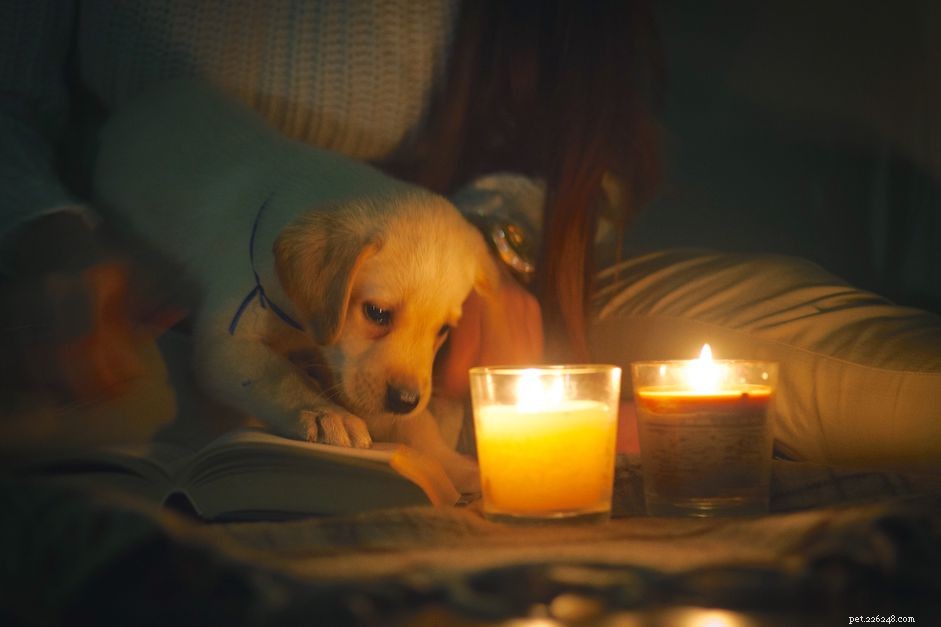 Co dělat, když váš pes sní svíčku
