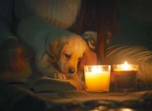 Co dělat, když váš pes sní svíčku
