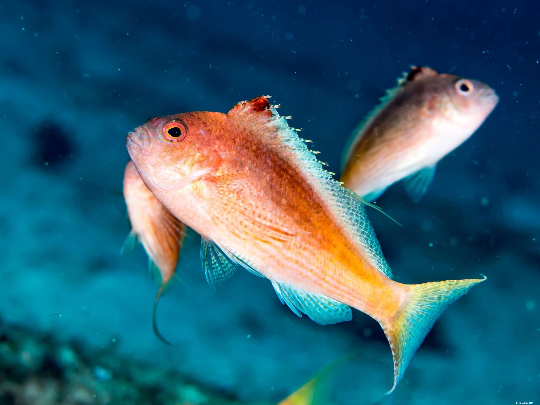 Fotos de peixes de aquário de água salgada