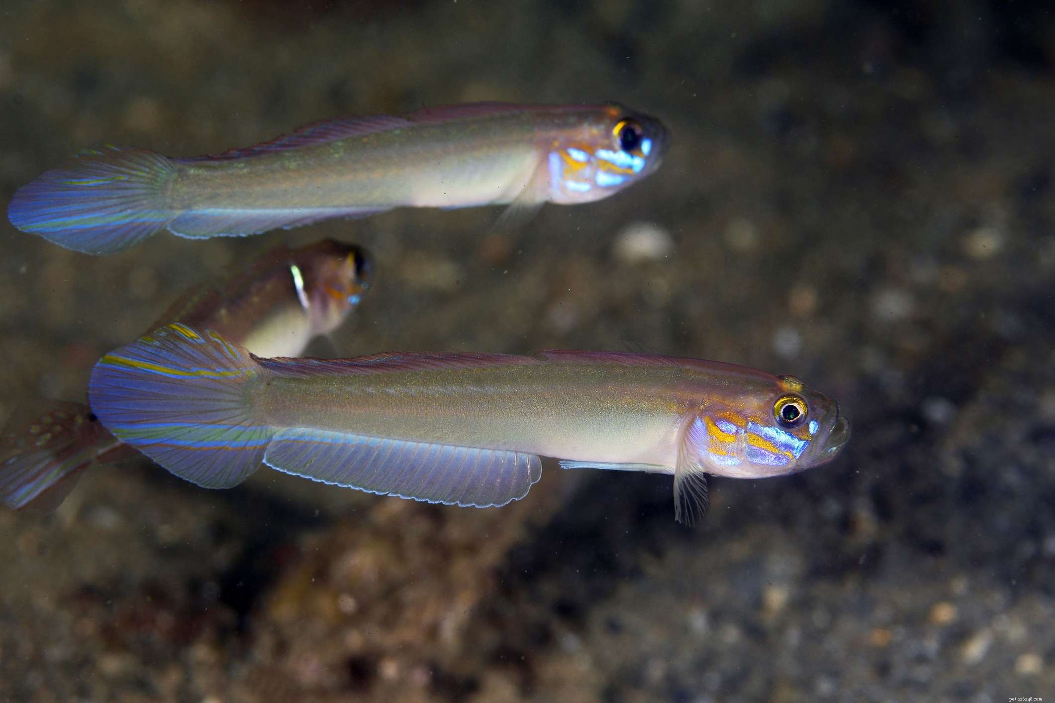 Fotografie ryb z mořského akvária