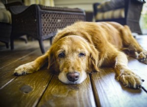 Intussuscepção em cães