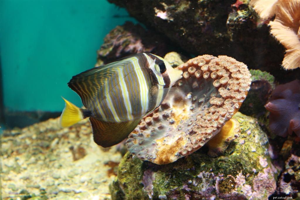 Fotos de peixes de aquário de água salgada