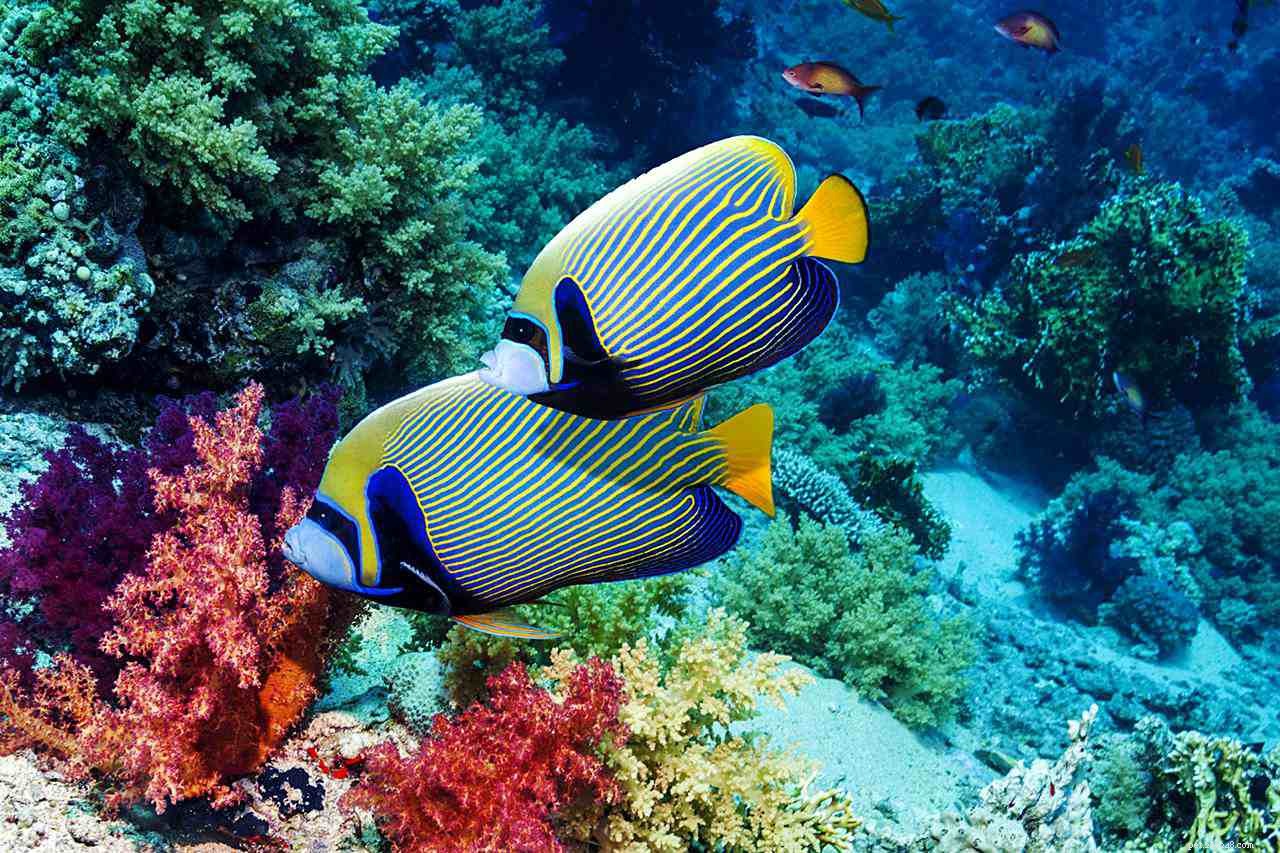 Безопасные для рифов морские аквариумные рыбы