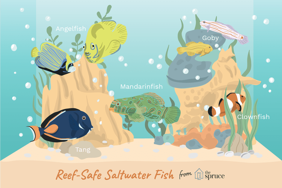 Reef Safe zoutwateraquariumvissen