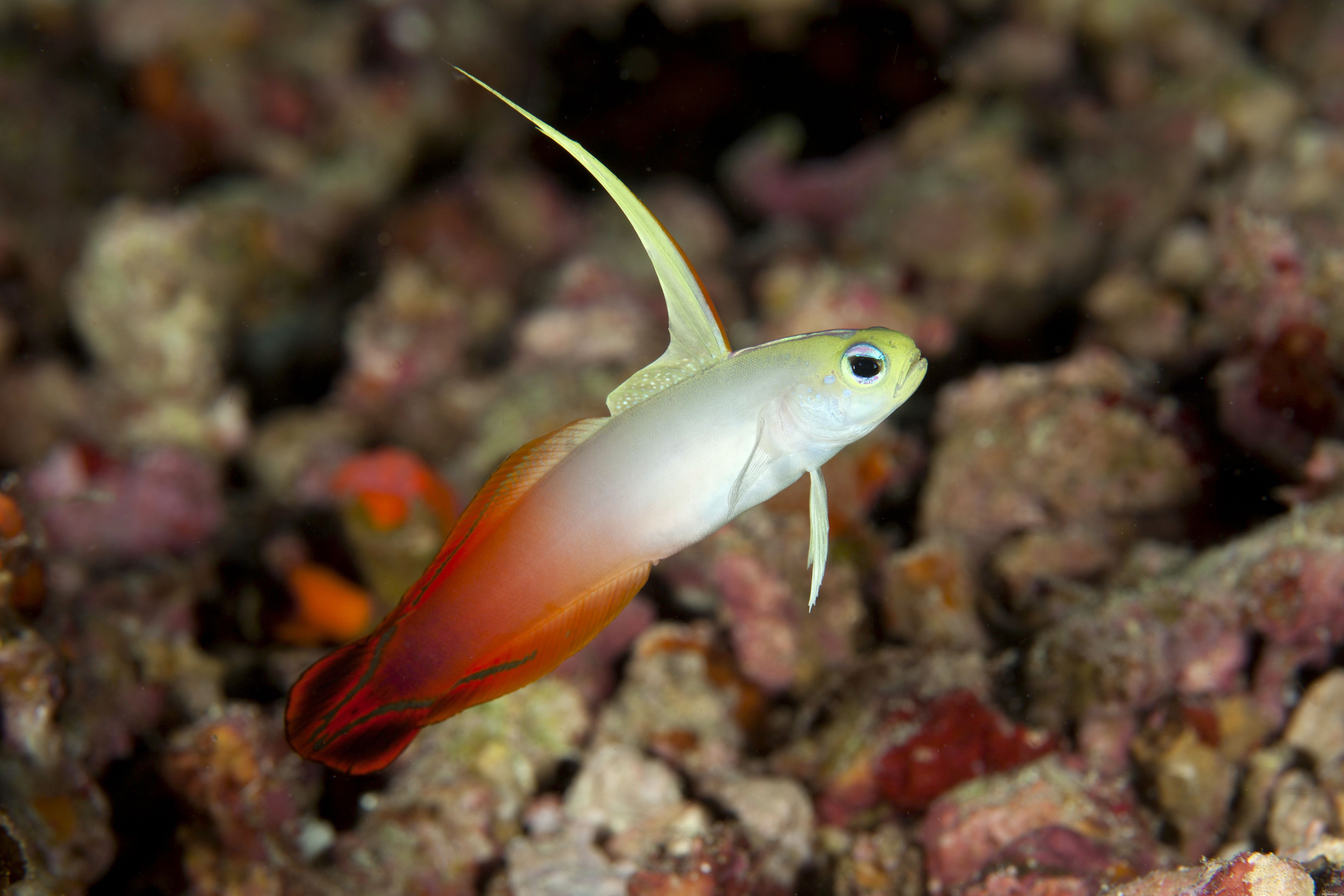 Reef Safe zoutwateraquariumvissen