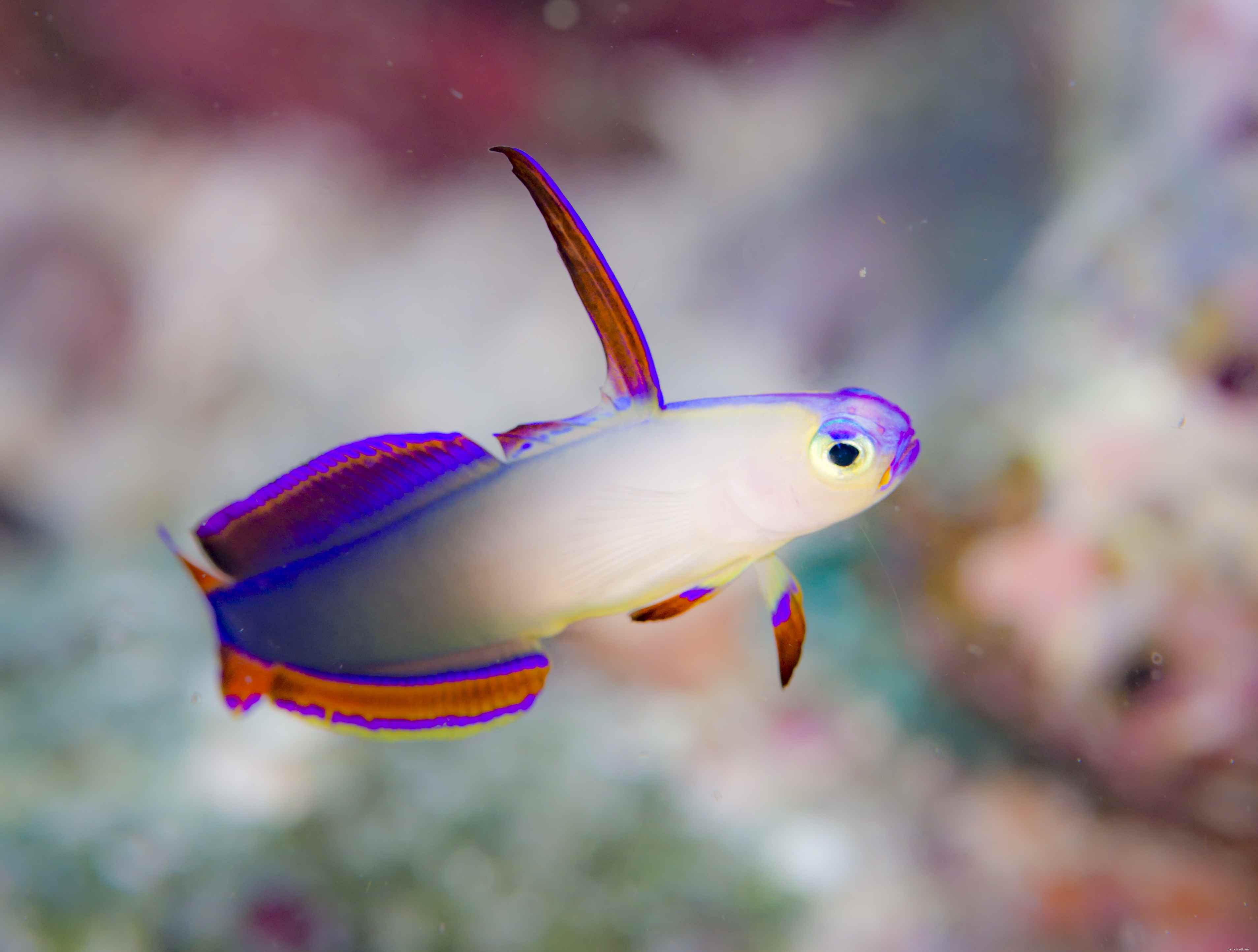 Pesci d acquario d acqua salata sicuri della barriera corallina