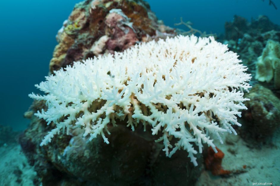 Orsaker och effekter för korallblekning