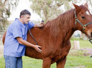 Синдром воблера у лошадей