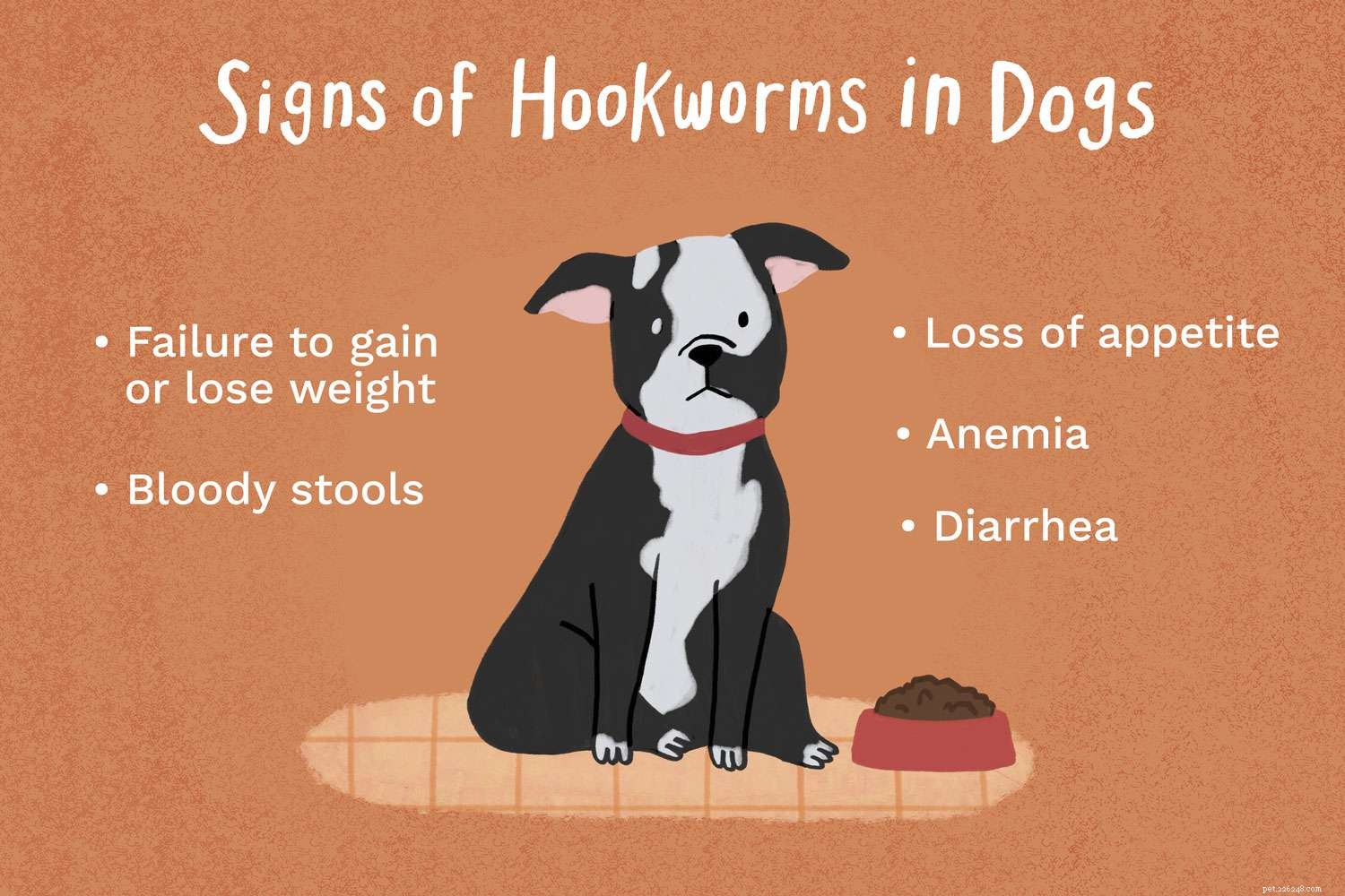 Hookwormen bij honden