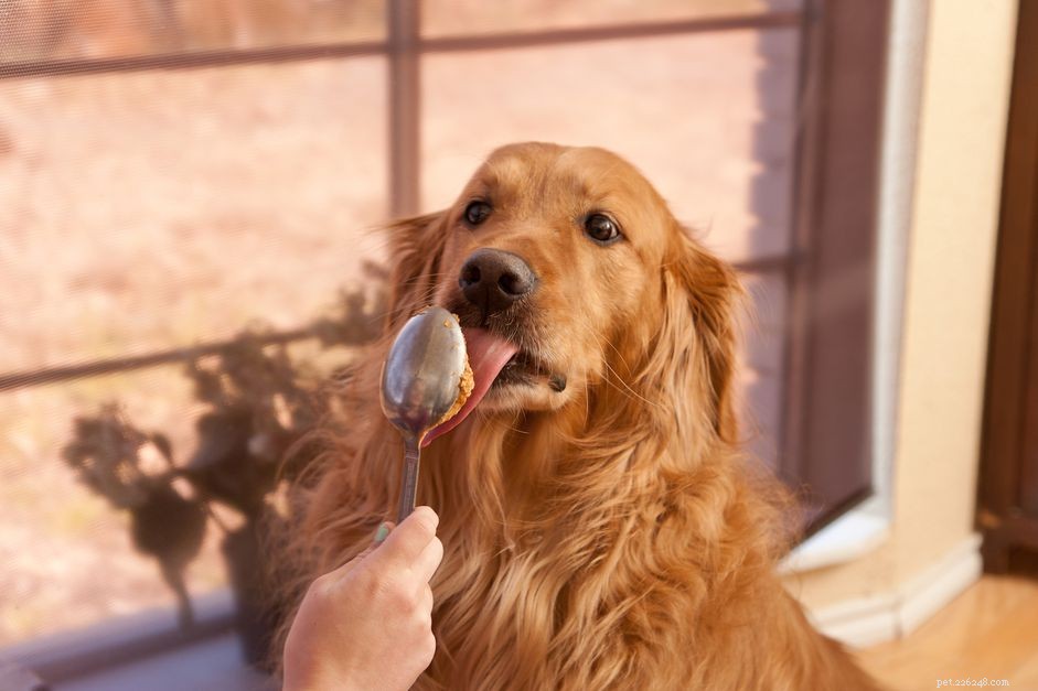 땅콩 버터는 개에게 좋은가요?
