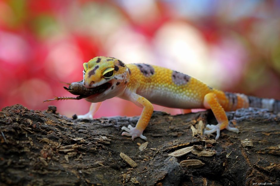 Vad äter geckos?