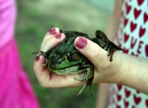 Protuberâncias, inchaços e crescimentos de sapos