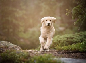 Paralisia por carrapatos em cães