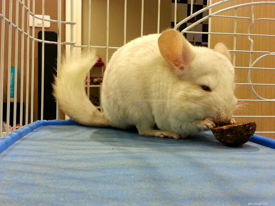 Options alimentaires pour chinchilla