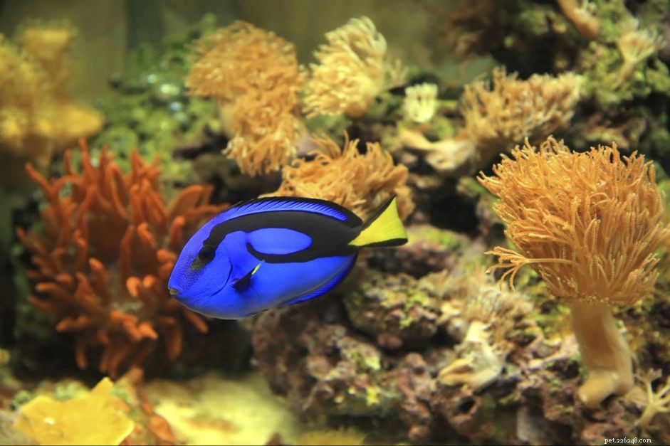 Jsou karanténní nádrže (Qts) nezbytné pro vaše mořská akvária?