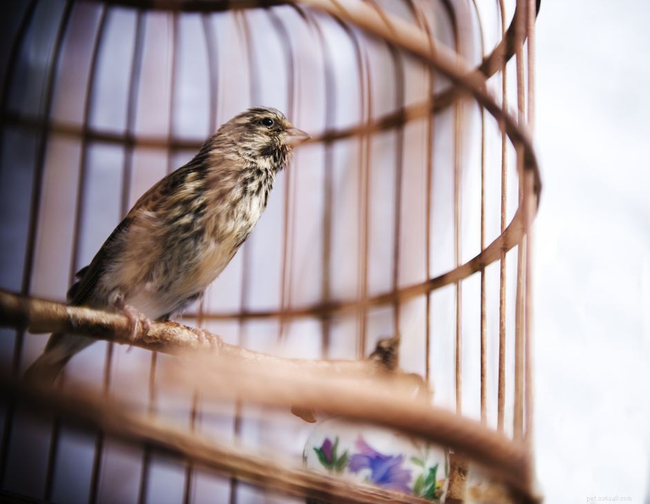 As gaiolas redondas são ruins para pássaros?