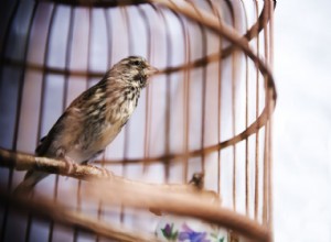 Jsou kulaté klece pro ptáky špatné?