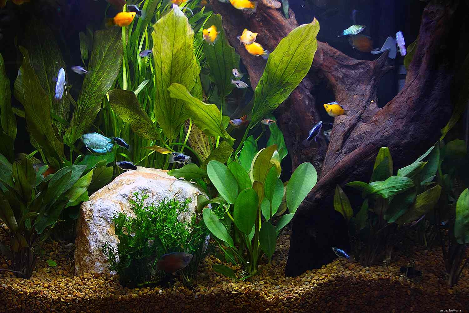 Požadavky na osvětlení pro rostliny v komunitních akváriích