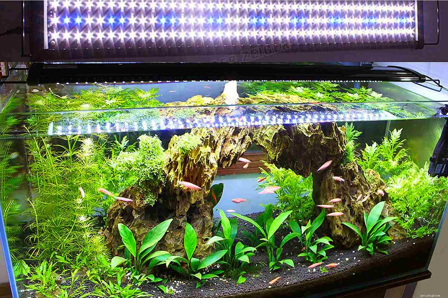 Requisitos de iluminação para plantas em aquários comunitários