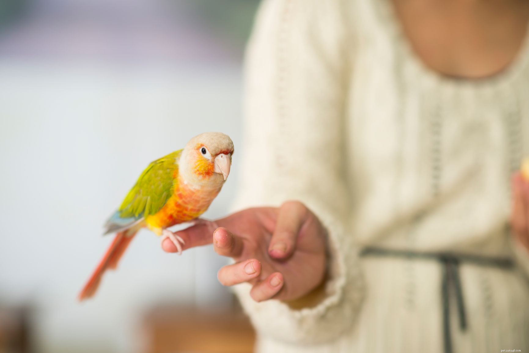 Des trucs sympas que vous pouvez apprendre à votre oiseau de compagnie