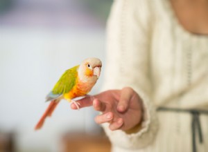 Super triky, které můžete svého ptáčka naučit