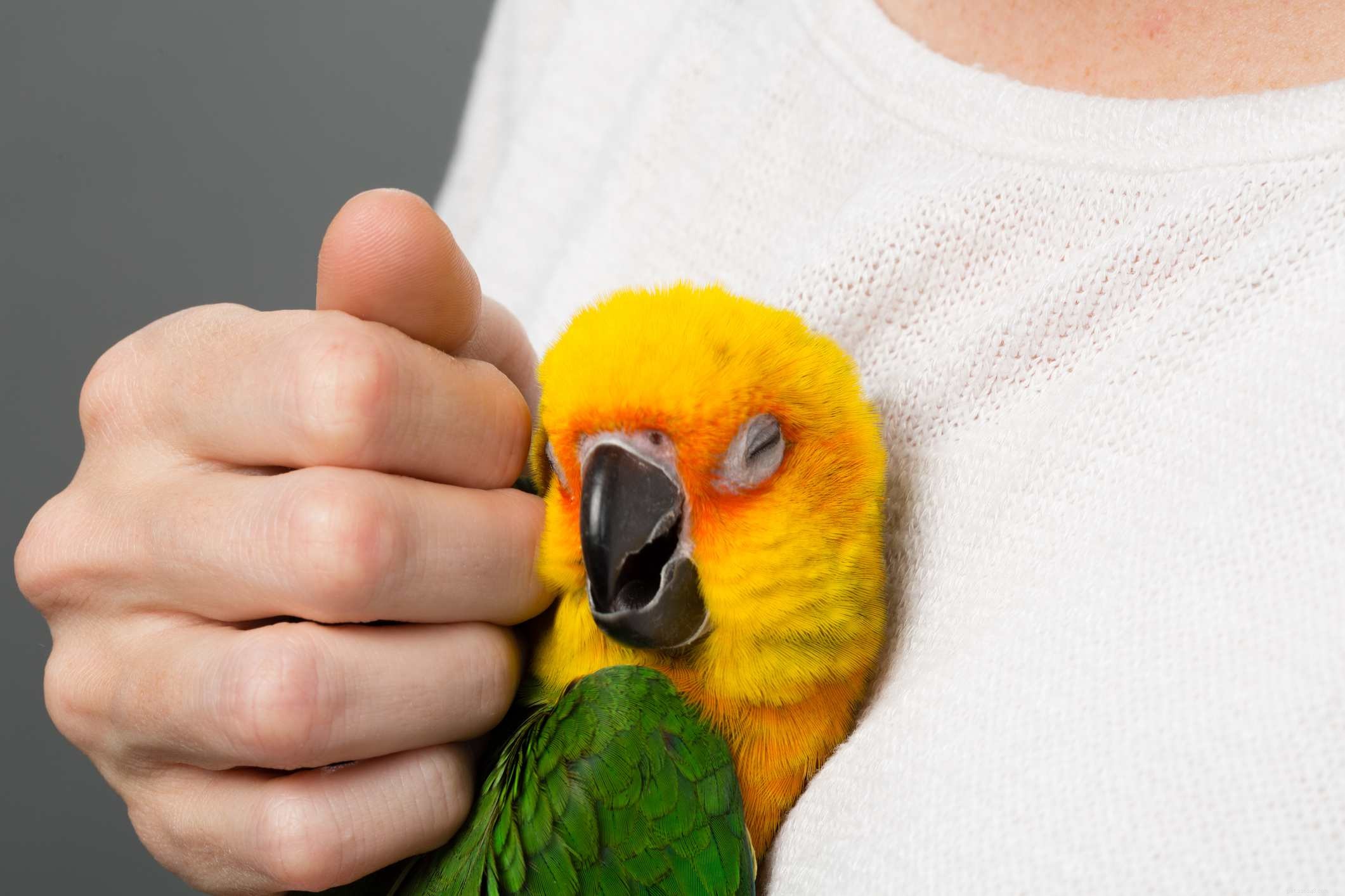 Cool knep du kan lära ditt husdjursfågel