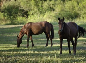 Árvores que você não deve ter em seu pasto para cavalos