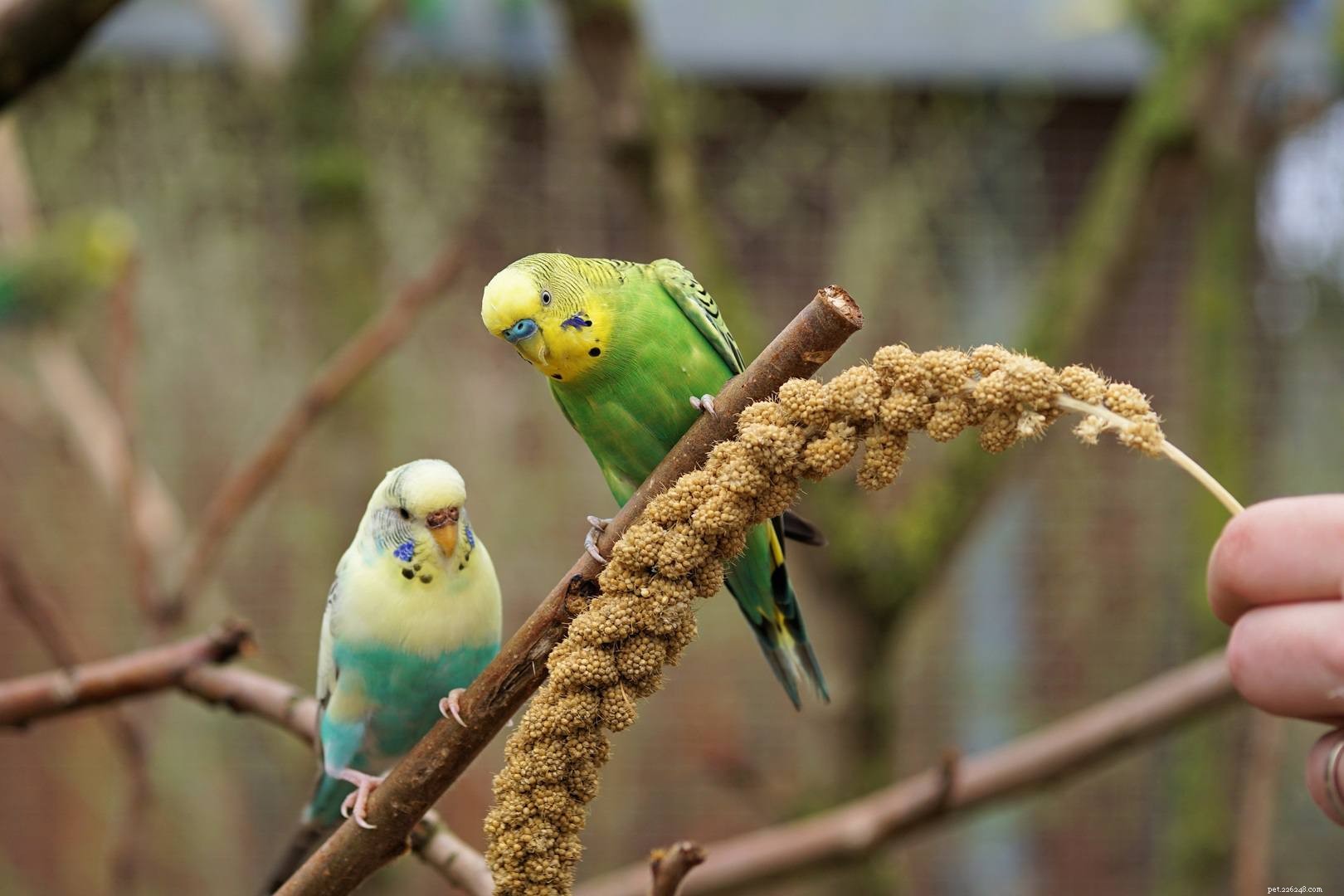 Soorten kleine papegaaien