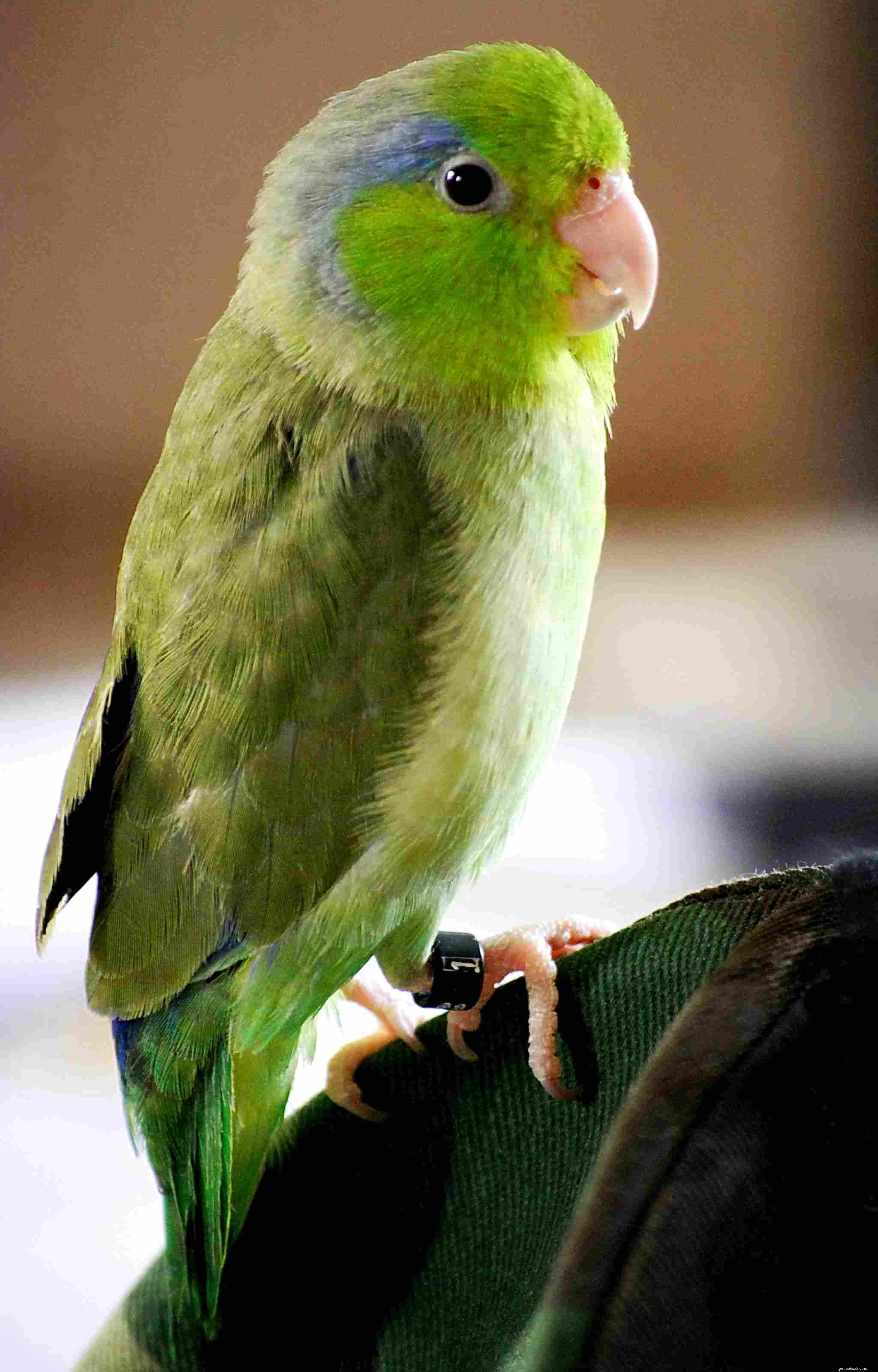 Типы маленьких попугаев