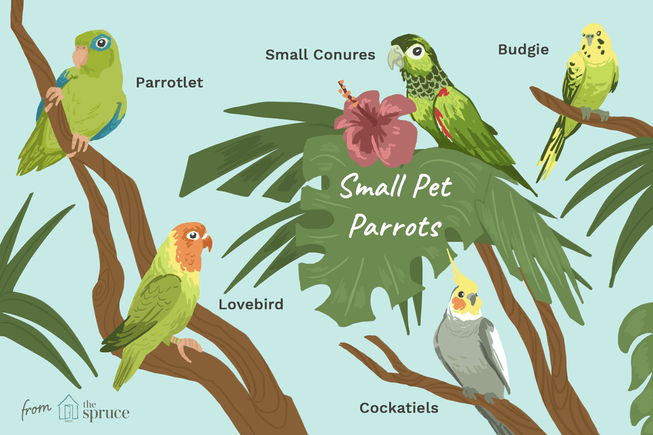 Typer av små papegojor