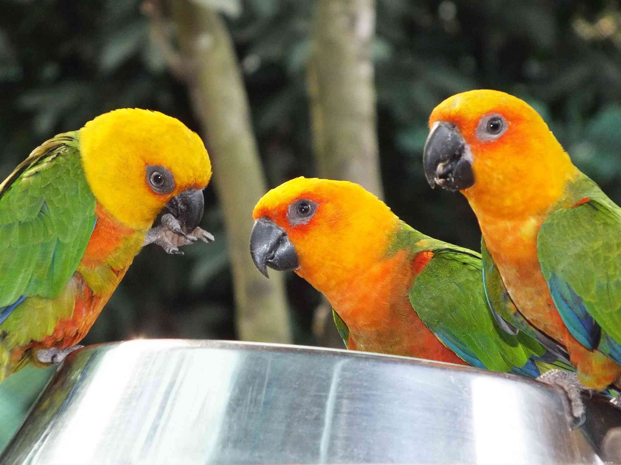 Tipi di piccoli pappagalli