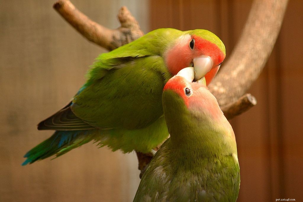 Typer av små papegojor