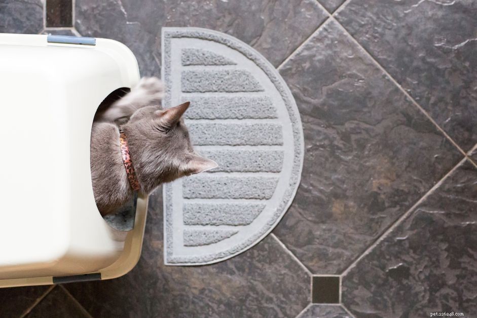 Jak vyřešit problémy s odpadkovým košem u starších koček