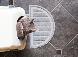 年配の猫のトイレの問題を解決する方法 