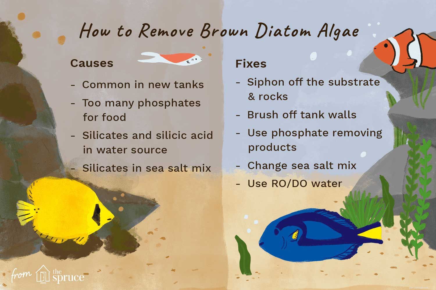 Remoção de algas diatomáceas marrons de aquários de água salgada